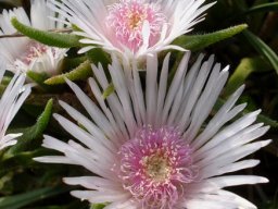Delosperma ashtonii flowers